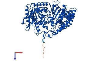 Carnitine O-Octanoyltransferase (CROT) (AA 1-612) protein (His tag)