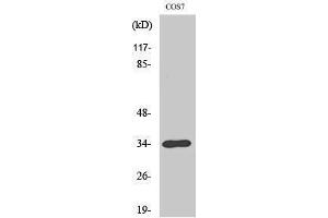 Western Blotting (WB) image for anti-TNFRSF1A-Associated Via Death Domain (TRADD) (C-Term) antibody (ABIN3187319)