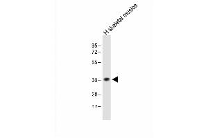 Anti-TAS2R5 Antibody (Center) at 1:1000 dilution + Human skeletal muslce lysate Lysates/proteins at 20 μg per lane.