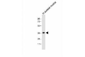 Anti-TAS2R5 Antibody (Center) at 1:1000 dilution + Human skeletal muslce lysate Lysates/proteins at 20 μg per lane. (TAS2R5 anticorps  (AA 183-215))