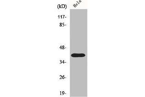 Western Blot analysis of HuvEc cells using P2RY8 Polyclonal Antibody (P2RY8 anticorps  (Internal Region))