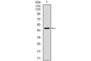 Western blot analysis using YAP1 mAb against human YAP1 (AA: 250-447) recombinant protein. (YAP1 anticorps)