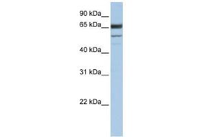 Western Blot showing SEPN1 antibody used at a concentration of 1. (SEPN1 anticorps  (C-Term))