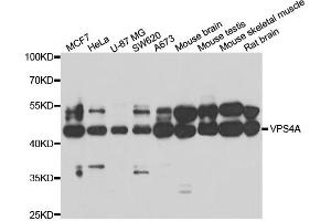 Western blot analysis of extracts of various cell lines, using VPS4A antibody (ABIN5974267) at 1/1000 dilution. (VPS4A anticorps)