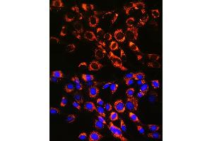 Immunofluorescence analysis of NIH-3T3 cells using R Rabbit mAb (ABIN7269812) at dilution of 1:100 (40x lens). (RAB7A anticorps)