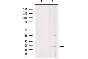 Western blot analysis of extracts from mouse brain, using ISG15 Antibody. (ISG15 anticorps  (C-Term))