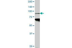 PCAF monoclonal antibody (M05), clone 5E8. (KAT2B anticorps  (AA 353-452))