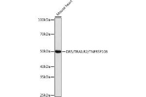 Western blot analysis of extracts of Mouse heart, using DR5/TR/TNFRSF10B antibody (ABIN7271062) at 1:1000 dilution. (TNFRSF10B anticorps)