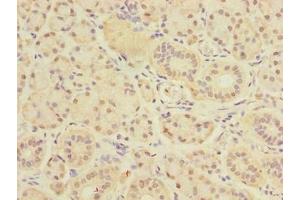 Immunohistochemistry of paraffin-embedded human pancreatic tissue using ABIN7149836 at dilution of 1:100 (DEXI anticorps  (AA 1-95))