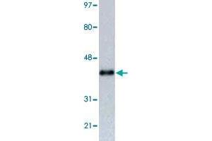 Western blot analysis of RFP tag monoclonal antibody, clone 465d3  in 293 cells transfected with a fusion construct with contains RFP tag. (RFP anticorps)