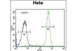 RPC8 Antibody (N-term) (ABIN651129 and ABIN2840087) flow cytometric analysis of Hela cells (right histogram) compared to a negative control cell (left histogram). (POLR3H anticorps  (N-Term))
