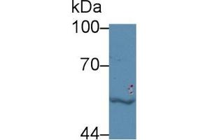 Western Blot; Sample: Human Jurkat cell lysate; Primary Ab: 5µg/ml Rabbit Anti-Bovine LBP Antibody Second Ab: 0. (LBP anticorps  (AA 224-468))