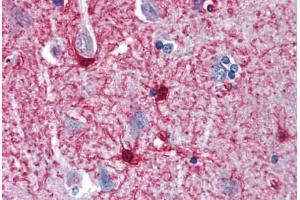 Anti-ENO1 antibody IHC staining of human brain, cortex.