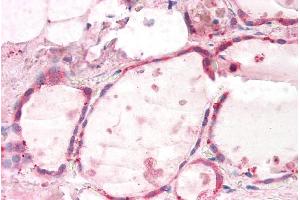 ABIN5539638 (5µg/ml) staining of paraffin embedded Human Thyroid. (GNAI2 anticorps  (AA 289-299))