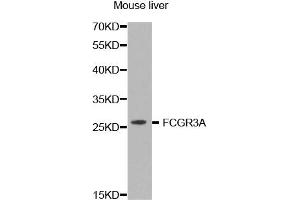 Western Blotting (WB) image for anti-Fc Fragment of IgG, Low Affinity IIIa, Receptor (CD16a) (FCGR3A) antibody (ABIN1872673) (FCGR3A anticorps)