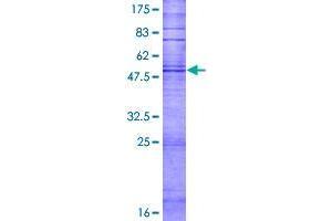 Image no. 1 for Taste Receptor, Type 2, Member 16 (TAS2R16) (AA 1-291) protein (GST tag) (ABIN1322171)