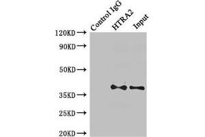 Immunoprecipitating HTRA2 in MCF-7 whole cell lysate Lane 1: Rabbit control IgG (1 μg) instead of ABIN7168921 in MCF-7 whole cell lysate. (HTRA2 anticorps  (AA 334-458))
