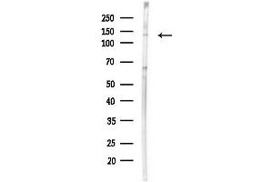 anti-Retrotransposon Gag Domain Containing 1 (RGAG1) antibody