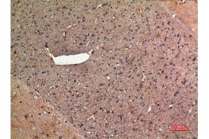 Immunohistochemistry (IHC) analysis of paraffin-embedded Rat Brain, antibody was diluted at 1:100.