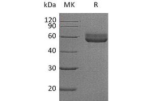 Western Blotting (WB) image for Tumor Necrosis Factor Receptor Superfamily, Member 14 (TNFRSF14) (Active) protein (Fc Tag) (ABIN7320463)
