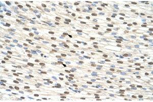 Human Heart; ZNF274 antibody - N-terminal region in Human Heart cells using Immunohistochemistry (ZNF274 anticorps  (N-Term))