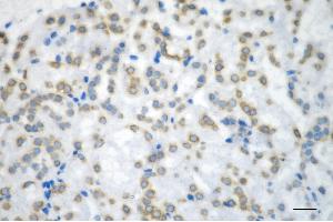 Immunohistochemistry was performed on paraffin-embedded mouse kidney using histone H3 (acetyl K36) antibody (ABIN7798951), 1:200). (Recombinant Histone 3 anticorps  (H3K36ac))