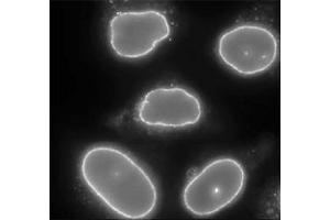 Para-formaldehyde fixed HeLa cells stained with RANBP2 polyclonal antibody  (1 : 2000 dilution). (RANBP2 anticorps)