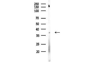 Western blot analysis of lysates from Mouse brain, using OR3 Antibody at 1/1000 dilution.