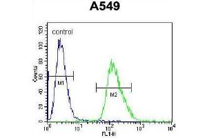ARRB1 Antibody (C-term) flow cytometric analysis of A549 cells (right histogram) compared to a negative control cell (left histogram). (beta Arrestin 1 anticorps  (C-Term))