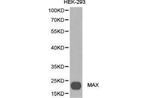 Western Blotting (WB) image for anti-MYC Associated Factor X (MAX) antibody (ABIN1873648) (MAX anticorps)