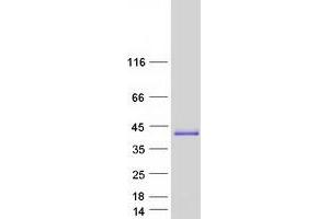 Validation with Western Blot (C12orf43 Protein (Myc-DYKDDDDK Tag))