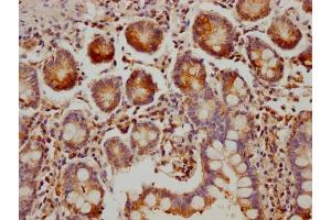 IHC image of ABIN7160293 diluted at 1:300 and staining in paraffin-embedded human small intestine tissue performed on a Leica BondTM system.