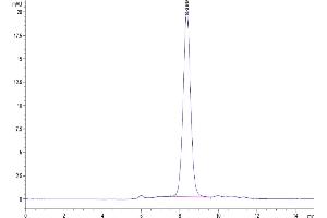 The purity of Human CD160 is greater than 95 % as determined by SEC-HPLC.