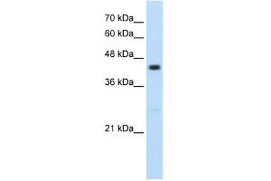 RNF32 antibody used at 2. (RNF32 anticorps  (Middle Region))