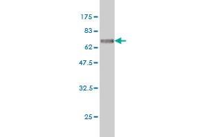 Western Blot detection against Immunogen (74. (ITFG2 anticorps  (AA 1-447))