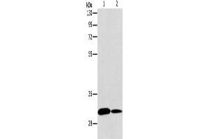 Western Blotting (WB) image for anti-ATG5 Autophagy Related 5 (ATG5) antibody (ABIN2422617) (ATG5 anticorps)