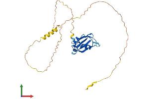 AlphaFold protein structure predicition of Mouse Recombinant Rbm7 Protein, UniprotID Q9CQT2