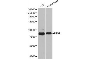 Western blot analysis of extracts of various cell lines, using RPGR antibody. (RPGR anticorps)