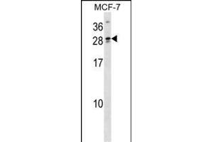 LIPT2 Antibody (N-term) (ABIN1538994 and ABIN2849695) western blot analysis in MCF-7 cell line lysates (35 μg/lane). (LIPT2 anticorps  (N-Term))