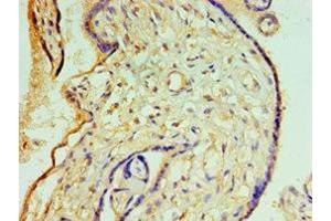 Immunohistochemistry of paraffin-embedded human placenta tissue using ABIN7148820 at dilution of 1:100