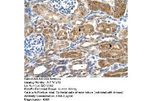 Human kidney (NEDD9 anticorps  (Middle Region))