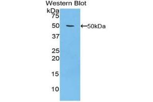 Detection of Recombinant ITGa5, Human using Polyclonal Antibody to Integrin Alpha 5 (ITGa5) (ITGA5 anticorps  (AA 895-1049))