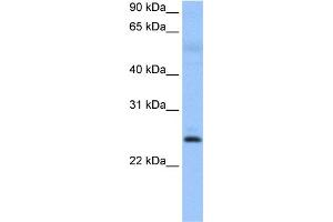 WB Suggested Anti-ROPN1B Antibody Titration: 0.