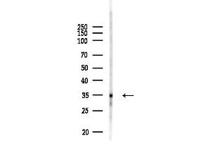 Western blot analysis of lysates from RAW264.