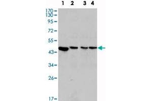 Western blot analysis using MAP2K2 monoclonal antibody, clone 7F5  against PC-12 (1), Jurkat (2), HeLa (3) and NIH/3T3 (4) cell lysate. (MEK2 anticorps)