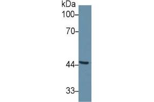 Rabbit Capture antibody from the kit in WB with Positive Control: Sample Human liver lysate.