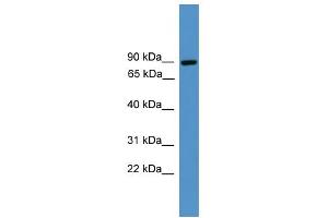 WB Suggested Anti-ZBED1 Antibody Titration:  0. (ZBED1 anticorps  (C-Term))