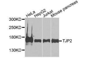 Western blot analysis of extracts of various cell lines, using TJP2 antibody. (TJP2 anticorps  (AA 951-1190))