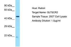 Host: RabbitTarget Name: GLTSCR2Antibody Dilution: 1. (GLTSCR2 anticorps  (C-Term))