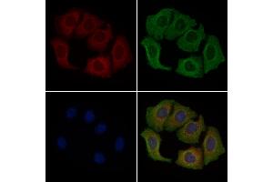 ABIN6260771 and ABIN6279279 staining Hela cells by IF/ICC. (CEP72 anticorps  (Internal Region))